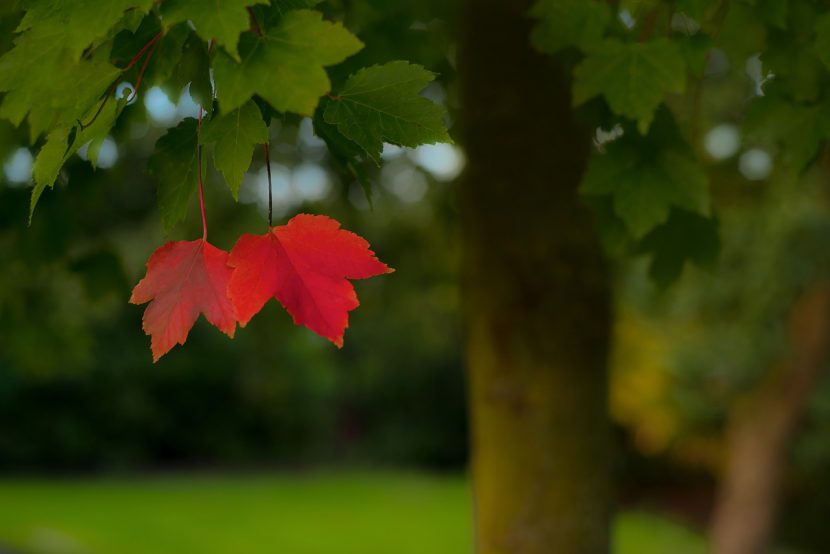ein buntes Blatt fällt ins Auge