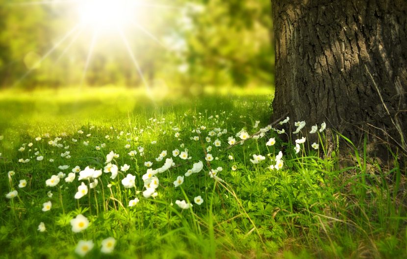 Natur