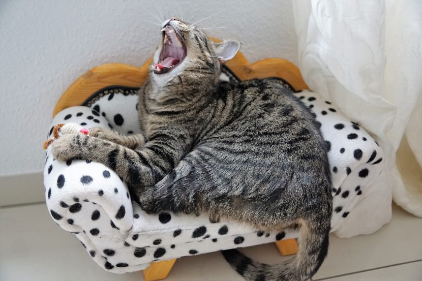 Katze