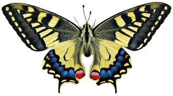 Wie entsteht ein Schmetterling? - Hauptsache herzbewegt